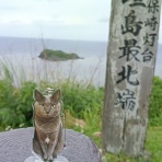 猫花逍遥
