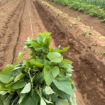 ブッチャケ(ぶっ鮭）日記