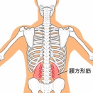 【片側の腰のずっしり感・横に倒したときのツッパリに】1分で腰奥が軽くなる！「腰の最深部（腰方形筋）横腹ピンポイント押し」