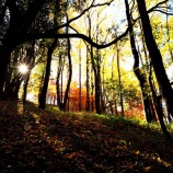 『2025.11『半田山植物園の絶景紅葉 final🍂⑤』岡山市北区』の画像