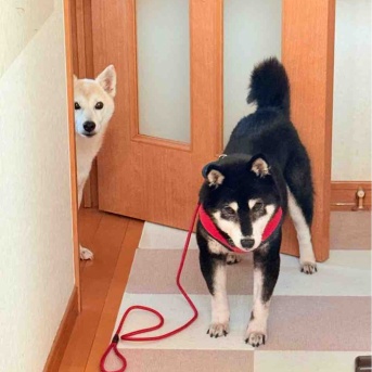 ここちゃんの胸のハゲとお腹のできもの