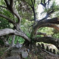 黒崎公園と玉垂神社