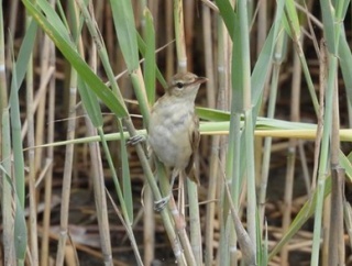 2026年8月11日の野鳥公園