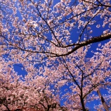 『2026.4『がいせん桜🌸 歩いてみたよ❹』岡山県真庭郡新庄村』の画像