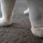 画像フォルダは猫ばかり