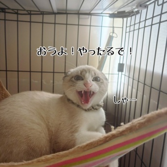 信じる者は救われる(はず)☆今日のあの子たち