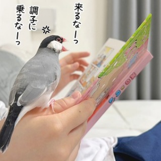 ブンチョ日誌