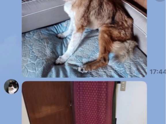 那須町からのSOS🐶🐶🐶　犬達を助けさせて下さい。