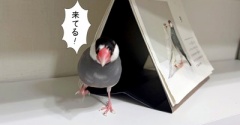 気配！！！！