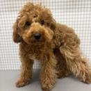 お店の子　お手入れ