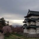 GWは桜を見に念願の弘前城へ！