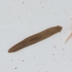 梓川の生き物たち