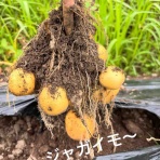 ボーシュマン日記