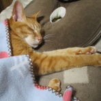 だいちゃんとはなちゃんの猫日記