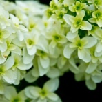 ガールズにちゃんまとめ