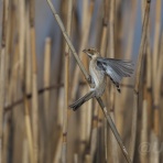 UYANのフィールドノート