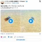 VTuberが目撃したクラゲがホイミスライムに激似と話題