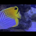 猫吉の海水魚日記