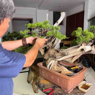 雨竹 盆栽 水石 便り