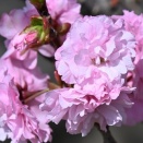 牡丹桜(楊貴妃)