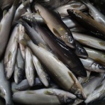 鮎・渓流いろいろ釣行記 Ⅱ