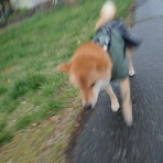 柴わんこと暮らす日々