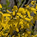 連翹（レンギョウ）