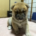 生後1か月フワモフ子犬ちゃん