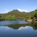 県央某所山麓で花探し