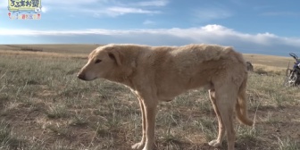 【にじさんじ】ろふまおの『モンゴルの犬』がめっちゃバズってる件