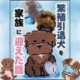 繁殖引退犬を家族に迎えた話03