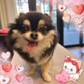 チワワ　S＋C たまちゃん　平塚店小松