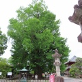 2026天然記念物大銀杏でアオバズクを撮る16🦉📸（足利市鑁阿寺）