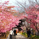 『2026.3『妙林寺』参道沿いの河津桜が見頃❶/岡山市北区三門』の画像