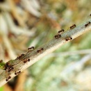 シベリアカタアリ。