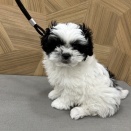 トリミングブログ