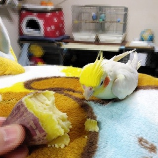 PBFDそらちゃんと☆あむしろインコ日記☆