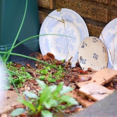 欠けた食器の使い道｜庭に置いて楽しんでいます