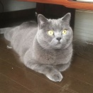 まる（猫）の写真