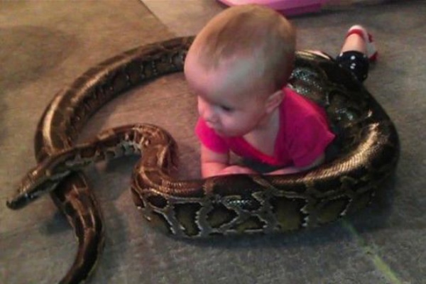 海外 米男性 家でヘビや爬虫類30匹を飼う 1歳の子供を守るため4ｍのヘビも ジオろぐ