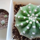 9月のサボ吉🌵