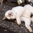 ネコって洗わなくていいの？