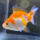 『金魚•メダカ入舎情報‼️』の画像