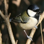 すらるど - 海外の反応