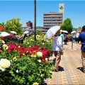今回は、5/17(日)に「第59回〝福山ばら祭2026〟」行きのGONsanでした(^.-)☆(06)