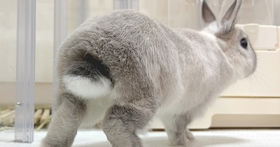 うさぎのルリ(10/17追記)
