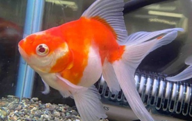 『金魚点メダカ入舎情報』の画像