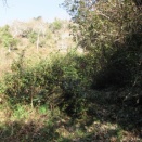 龍の茶園へのお客様