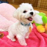 『【子犬】マウイちゃん（マルチーズ）里親募集を開始いたしました』の画像