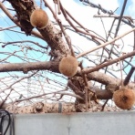 大分屋３の健康日記